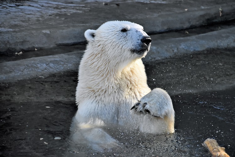 モスクワ動物園九日目、今日のアルバムより ~ 寒風晴天下のホッキョクグマたち、そして驚きの解題_a0151913_8154345.jpg