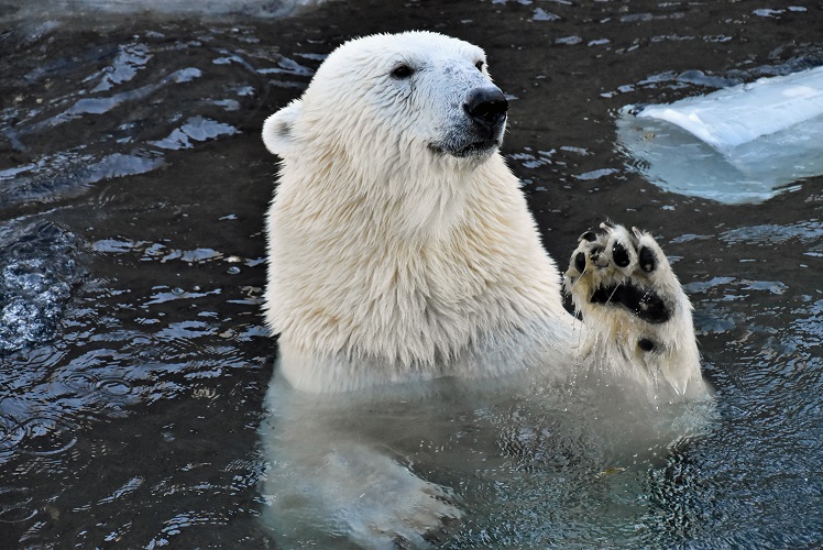 モスクワ動物園九日目、今日のアルバムより ~ 寒風晴天下のホッキョクグマたち、そして驚きの解題_a0151913_8155685.jpg
