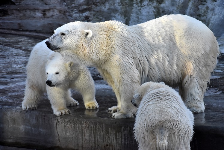 モスクワ動物園九日目、今日のアルバムより ~ 寒風晴天下のホッキョクグマたち、そして驚きの解題_a0151913_8273638.jpg