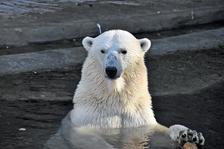 モスクワ動物園九日目、今日のアルバムより ~ 寒風晴天下のホッキョクグマたち、そして驚きの解題_a0151913_8353678.jpg