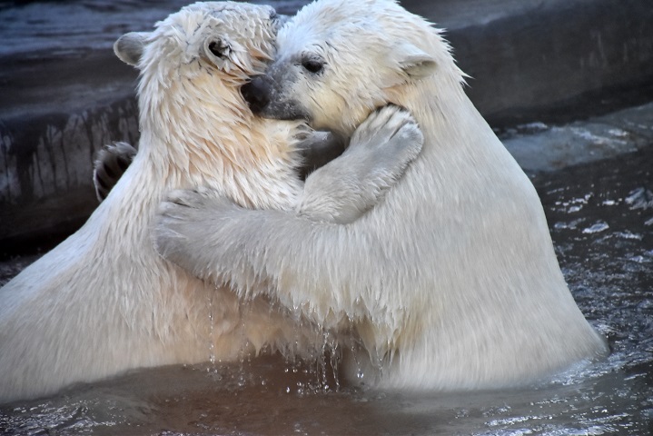 モスクワ動物園九日目、今日のアルバムより ~ 寒風晴天下のホッキョクグマたち、そして驚きの解題_a0151913_8414991.jpg