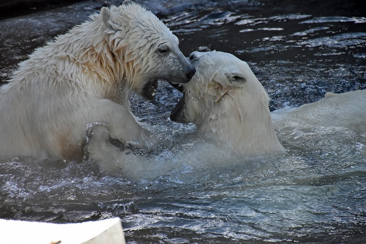 モスクワ動物園九日目、今日のアルバムより ~ 寒風晴天下のホッキョクグマたち、そして驚きの解題_a0151913_842248.jpg