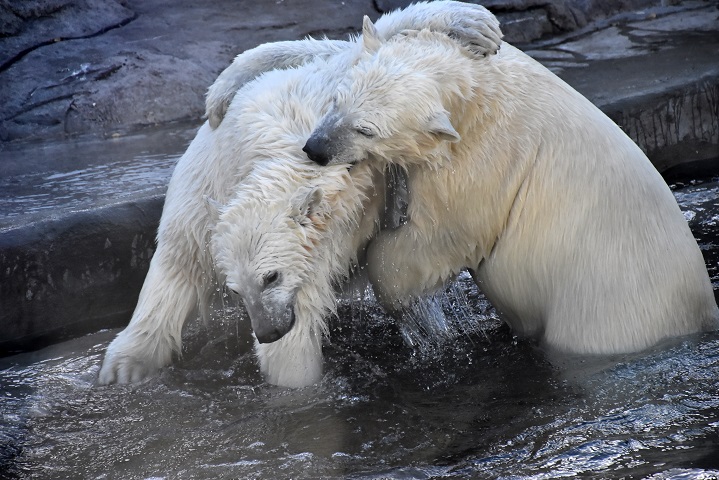 モスクワ動物園九日目、今日のアルバムより ~ 寒風晴天下のホッキョクグマたち、そして驚きの解題_a0151913_842620.jpg