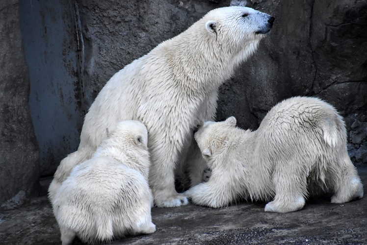 モスクワ動物園九日目、今日のアルバムより ~ 寒風晴天下のホッキョクグマたち、そして驚きの解題_a0151913_8513046.jpg