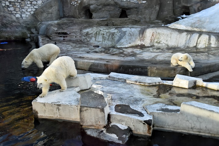 モスクワ動物園九日目、今日のアルバムより ~ 寒風晴天下のホッキョクグマたち、そして驚きの解題_a0151913_872813.jpg