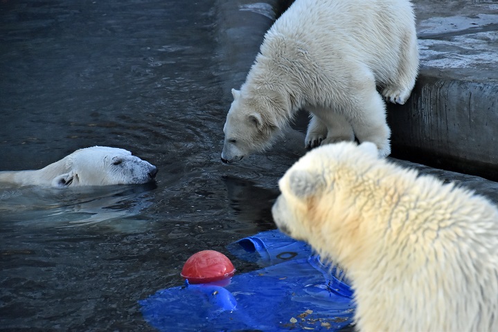 モスクワ動物園九日目、今日のアルバムより ~ 寒風晴天下のホッキョクグマたち、そして驚きの解題_a0151913_874655.jpg