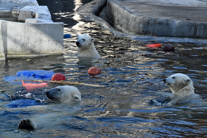 モスクワ動物園九日目、今日のアルバムより ~ 寒風晴天下のホッキョクグマたち、そして驚きの解題_a0151913_8816.jpg