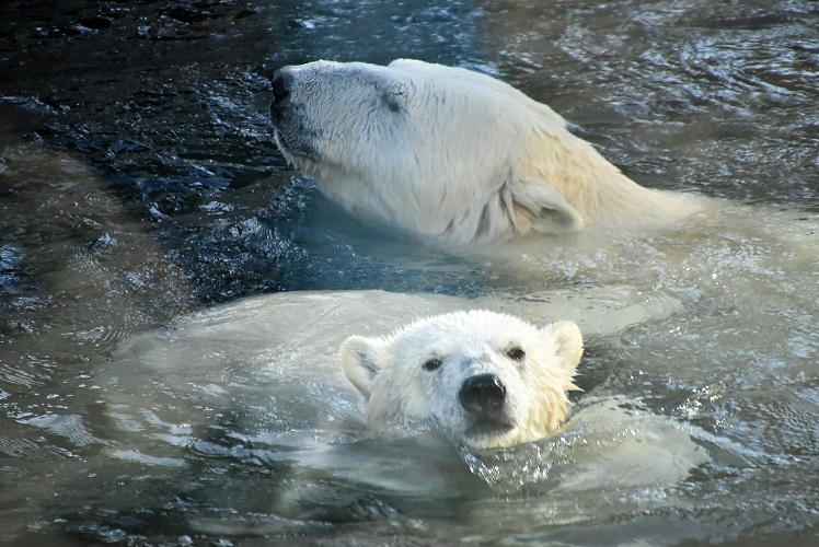モスクワ動物園九日目、今日のアルバムより ~ 寒風晴天下のホッキョクグマたち、そして驚きの解題_a0151913_9364864.jpg