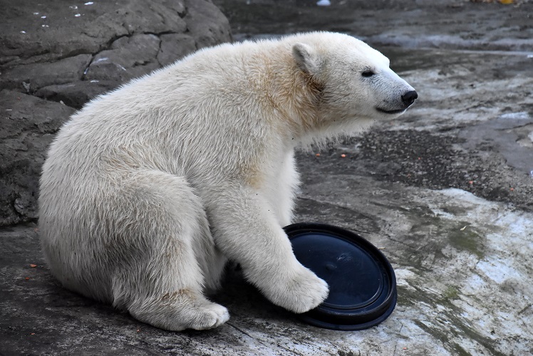 モスクワ動物園九日目、今日のアルバムより ~ 寒風晴天下のホッキョクグマたち、そして驚きの解題_a0151913_9433050.jpg