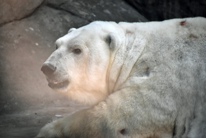 モスクワ動物園九日目、今日のアルバムより ~ 寒風晴天下のホッキョクグマたち、そして驚きの解題_a0151913_9482929.jpg