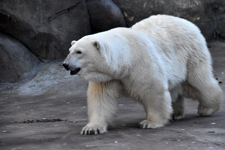 モスクワ動物園九日目、今日のアルバムより ~ 寒風晴天下のホッキョクグマたち、そして驚きの解題_a0151913_951408.jpg