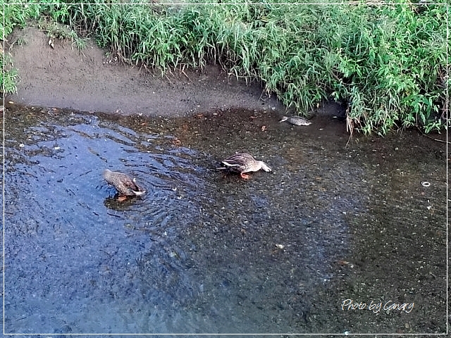 今日の池の鳥　コガモ♀・カワセミ・アオゲラ　2015/10/4   in Tokyo_d0129921_1652527.jpg