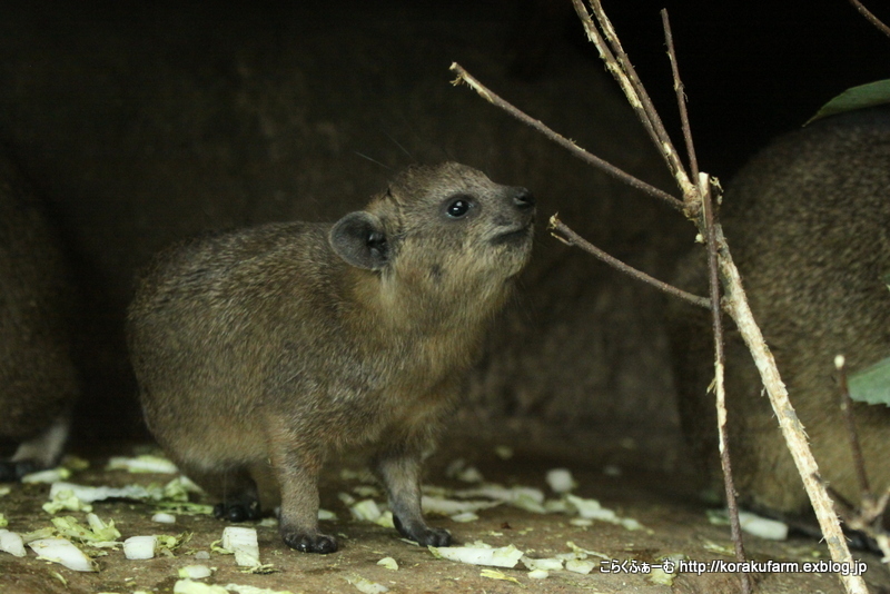 天王寺のケープハイラックスの双子の赤ちゃん（生後69日目）～離乳とおとなの仲間入り_c0188824_22453807.jpg