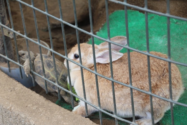 【町田リス園】モルモット/ウサギ_f0348831_17432826.jpg