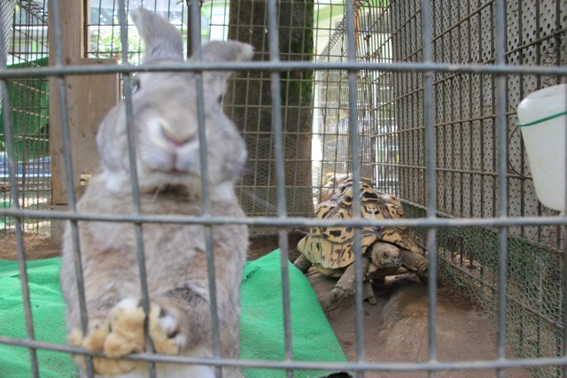 【町田リス園】モルモット/ウサギ_f0348831_17435879.jpg
