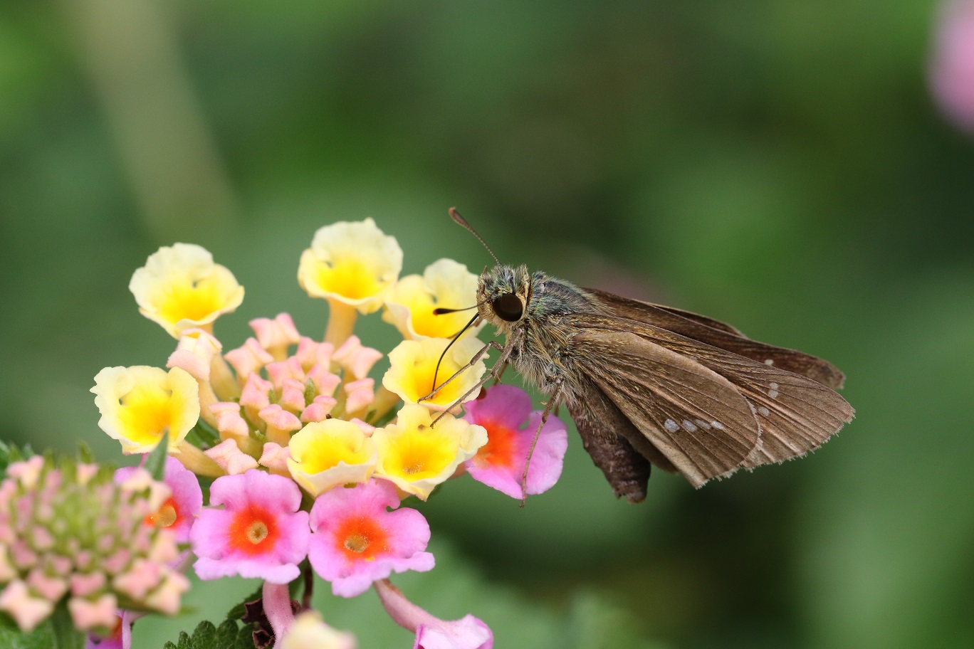 ランタナの花で吸蜜するイチモンジセセリ_a0161836_1153207.jpg