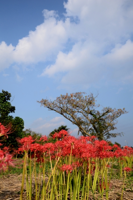 小出川の彼岸花_c0220040_22452942.jpg