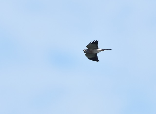 Chinese Sparrowhawk_d0210041_20034643.jpg