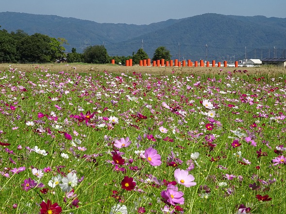 藤原京跡のコスモス_b0299042_6513113.jpg