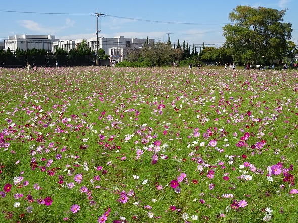 藤原京跡のコスモス_b0299042_6545111.jpg