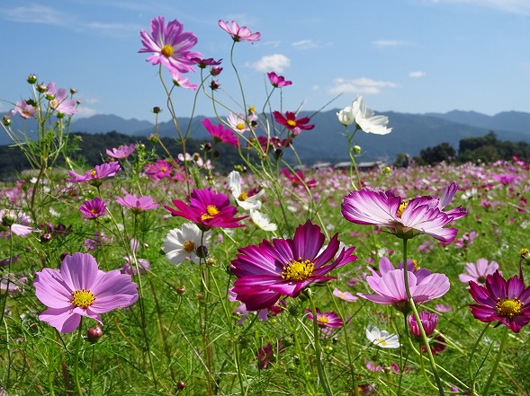 藤原京跡のコスモス_b0299042_6551152.jpg