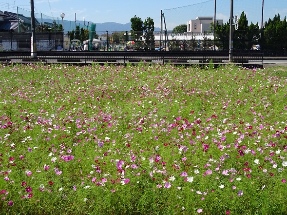 藤原京跡のコスモス_b0299042_6551695.jpg