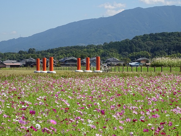 藤原京跡のコスモス_b0299042_6553287.jpg
