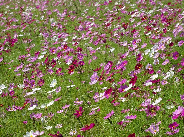 藤原京跡のコスモス_b0299042_6555194.jpg