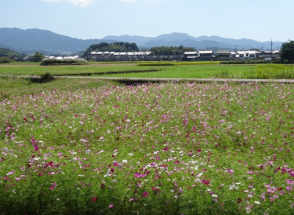 藤原京跡のコスモス_b0299042_655589.jpg