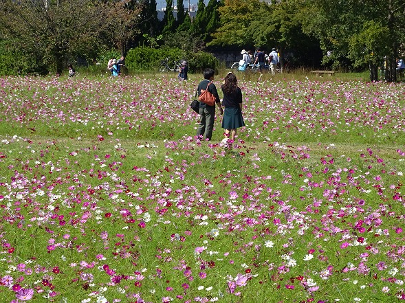 藤原京跡のコスモス_b0299042_655742.jpg