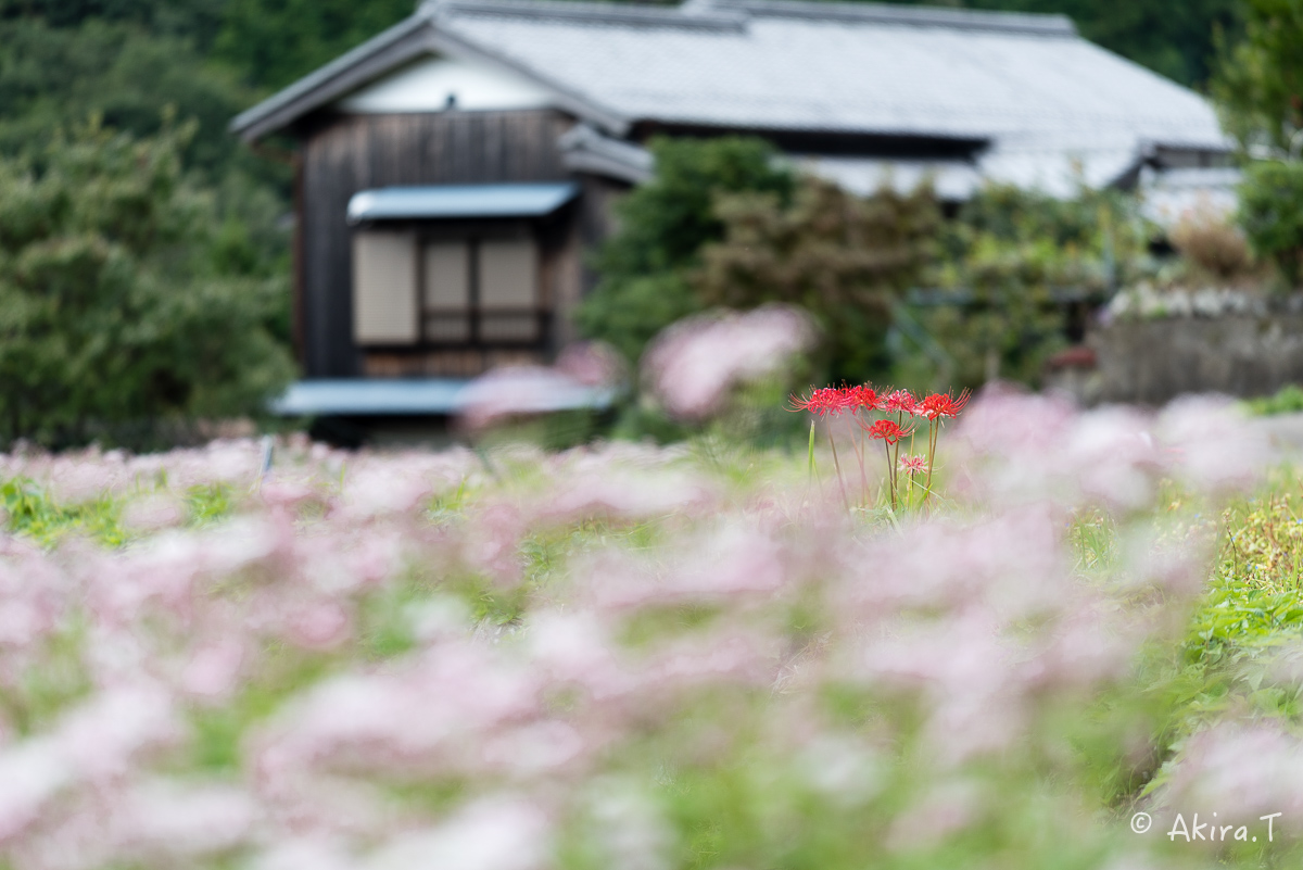 水尾の藤袴とアサギマダラ -2-_f0152550_17544559.jpg