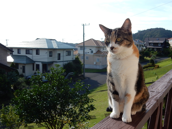 ’15,10,4(日)続:勝浦の朝市!_f0060461_9332879.jpg