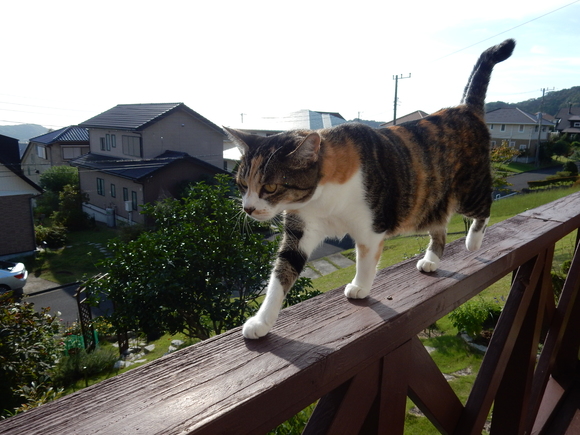 ’15,10,4(日)続:勝浦の朝市!_f0060461_933841.jpg