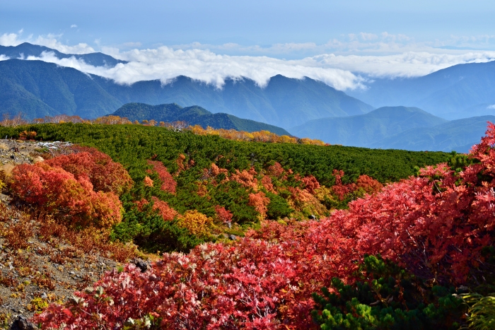 乗鞍スカイラインの紅葉・・・1_d0341880_178389.jpg