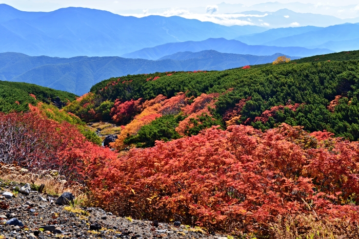 乗鞍スカイラインの紅葉・・・1_d0341880_1784356.jpg