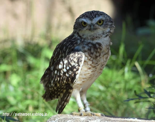 ２０１５年９月　のいち動物公園　その１_a0052986_23295995.jpg