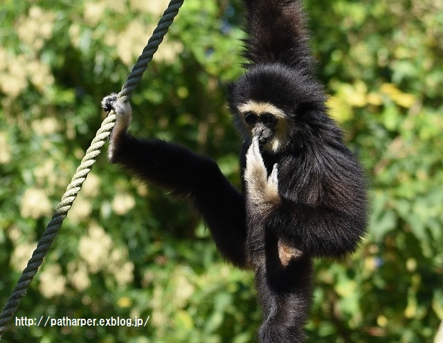 ２０１５年９月　のいち動物公園　その１_a0052986_23315516.jpg