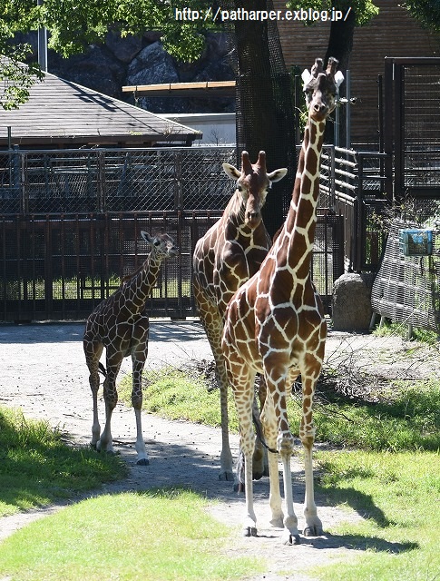 ２０１５年９月　のいち動物公園　その１_a0052986_23522287.jpg