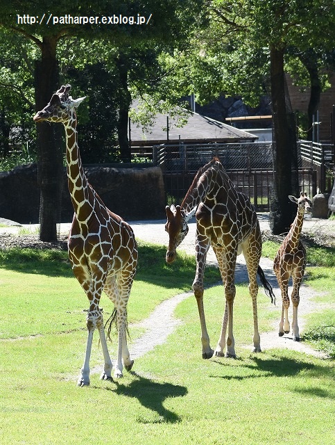 ２０１５年９月　のいち動物公園　その１_a0052986_23524571.jpg