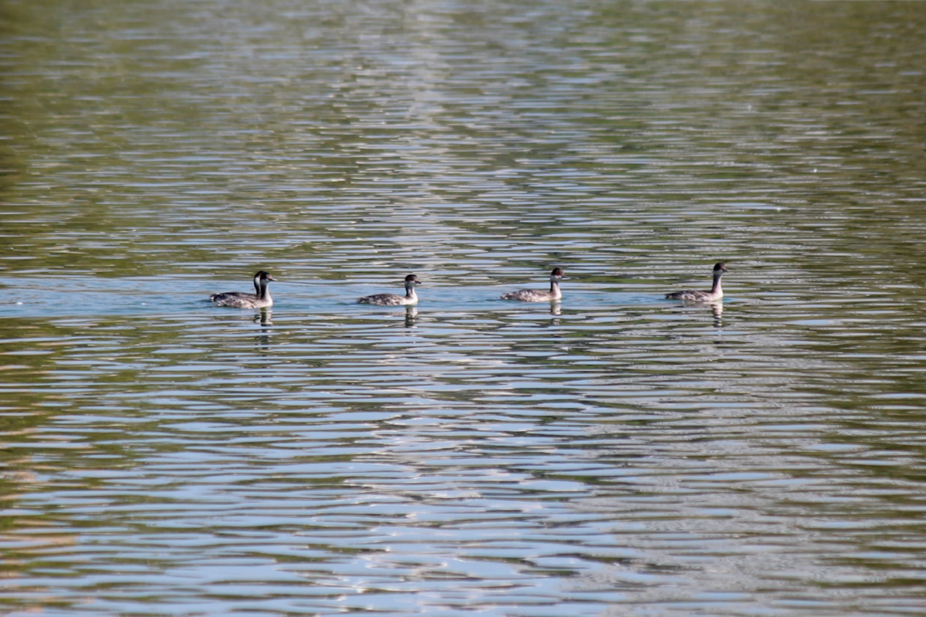 白鳥の湖@千波湖①_a0127090_2314942.jpg