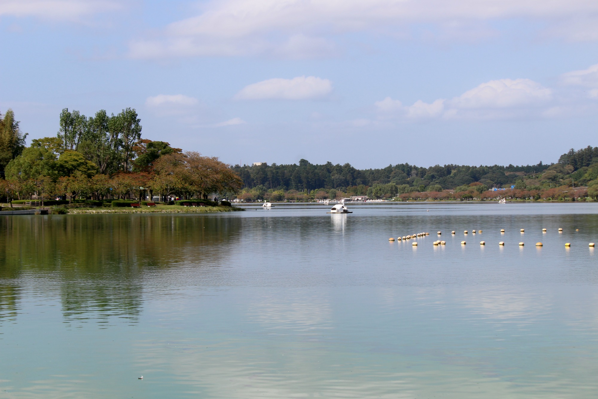 白鳥の湖@千波湖①_a0127090_23195490.jpg