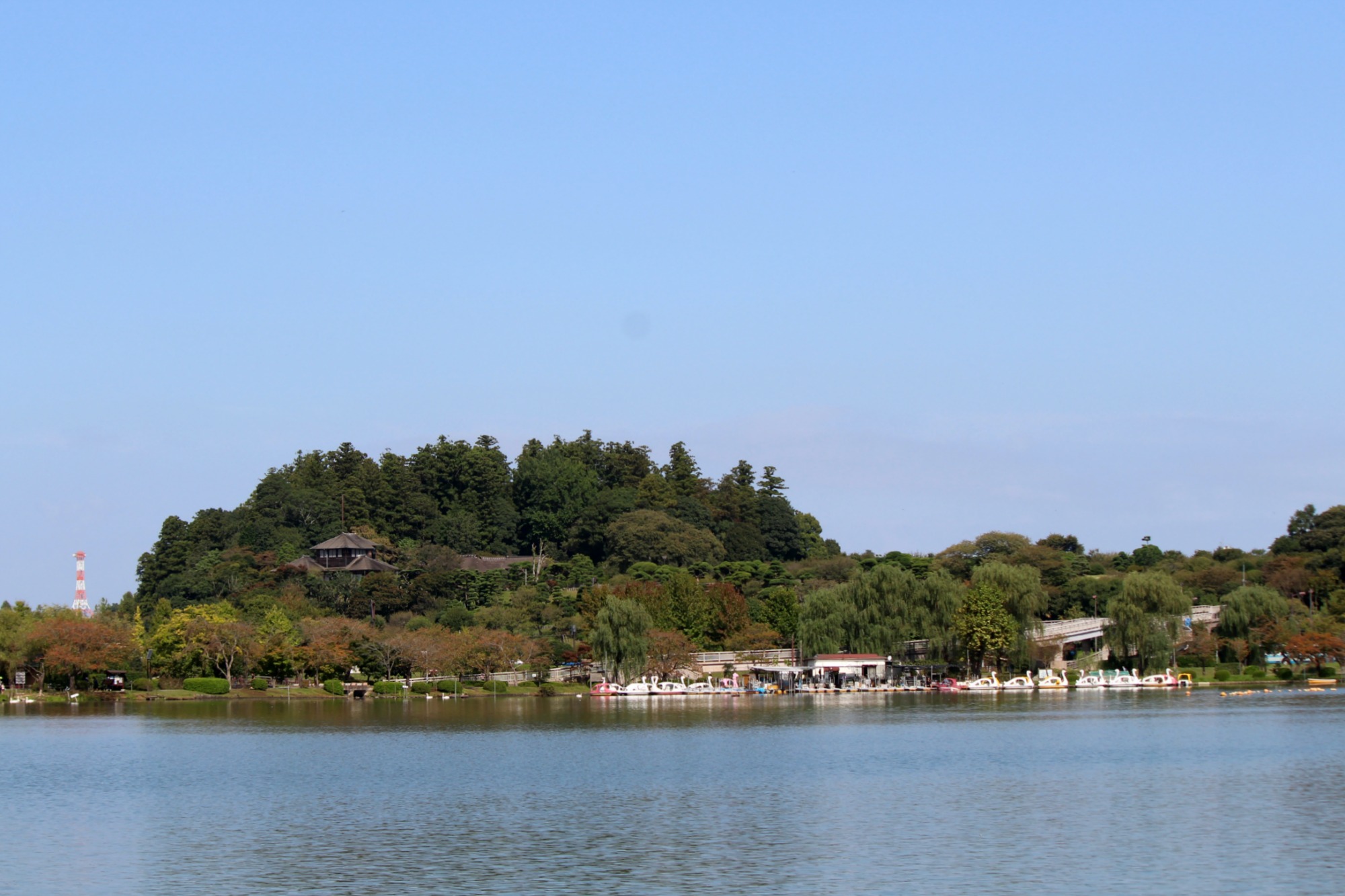 白鳥の湖@千波湖①_a0127090_235280.jpg