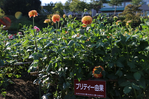 恋＆愛の機微のダリヤが咲いている川西ダリヤ園・・・・７５_c0075701_646580.jpg