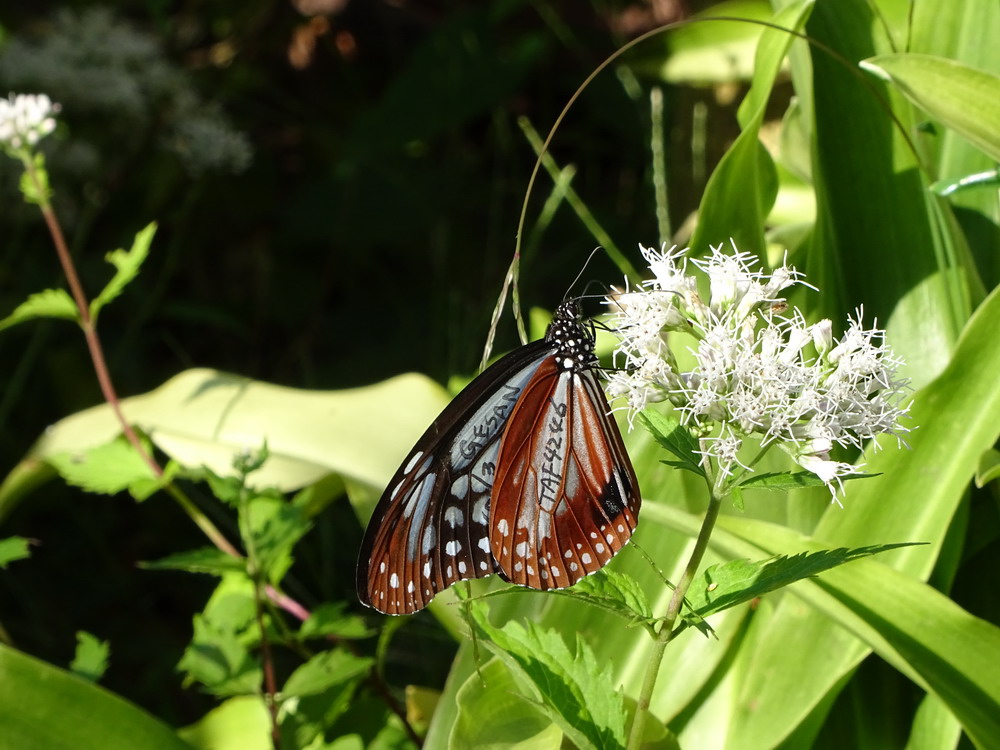 b0052108_20574884.jpg