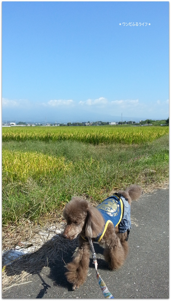 *お散歩中、発見したのは・・・*_d0317115_20153270.jpg