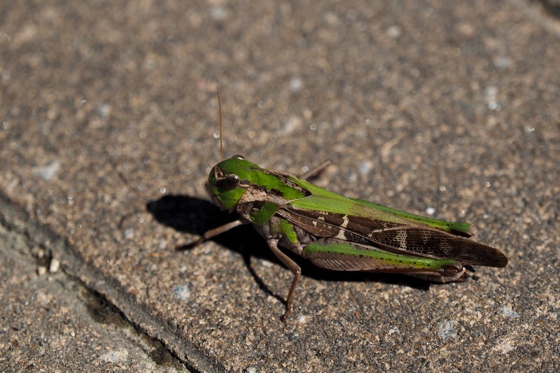 伊勢自然の里で見たトンボ以外の虫たち（10月2日）_c0369423_15372173.jpg