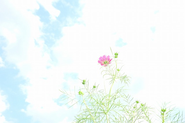 コスモスを撮りに!_f0221724_1161761.jpg