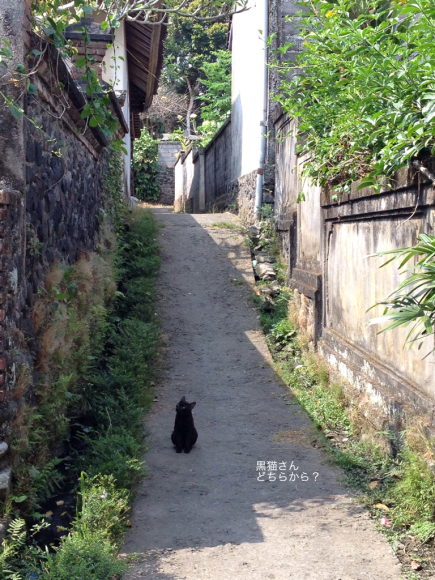 道で出会った黒猫さん_a0120328_16410386.jpg