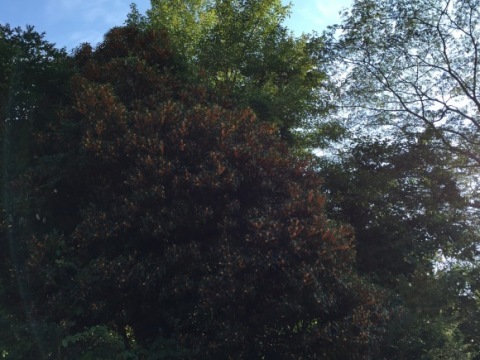 c0359831_19544289.jpg