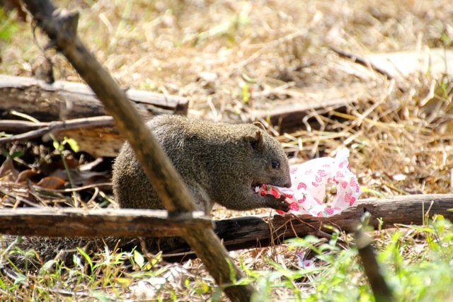 【町田リス園】リス_f0348831_07011564.jpg